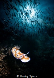Leopard Nudibranch & Schooling Jacks (in camera double ex... by Henley Spiers 